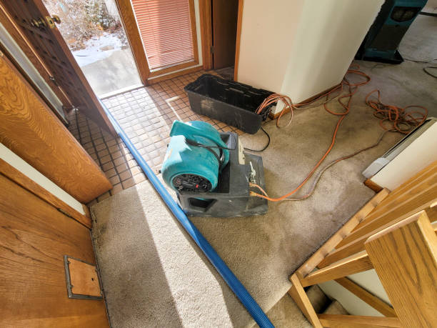 Best Mold removal after water damage  in Cibolo, TX